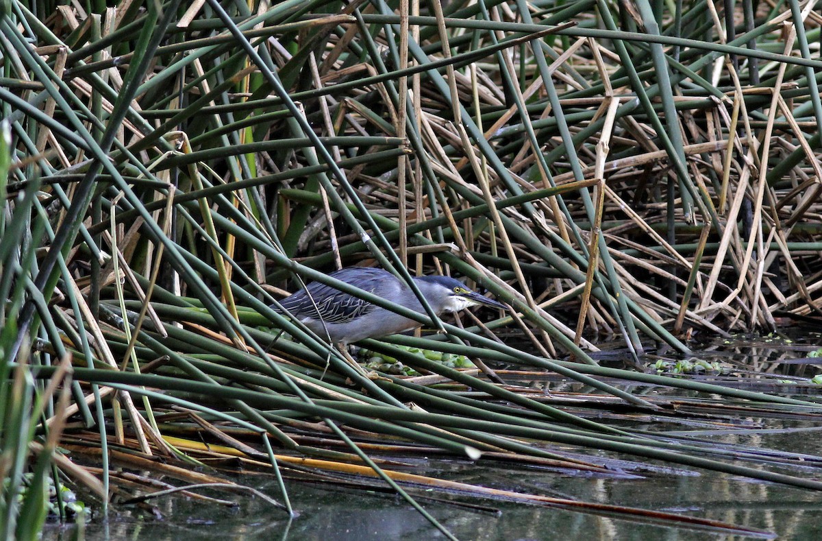 Striated Heron - ML644657936