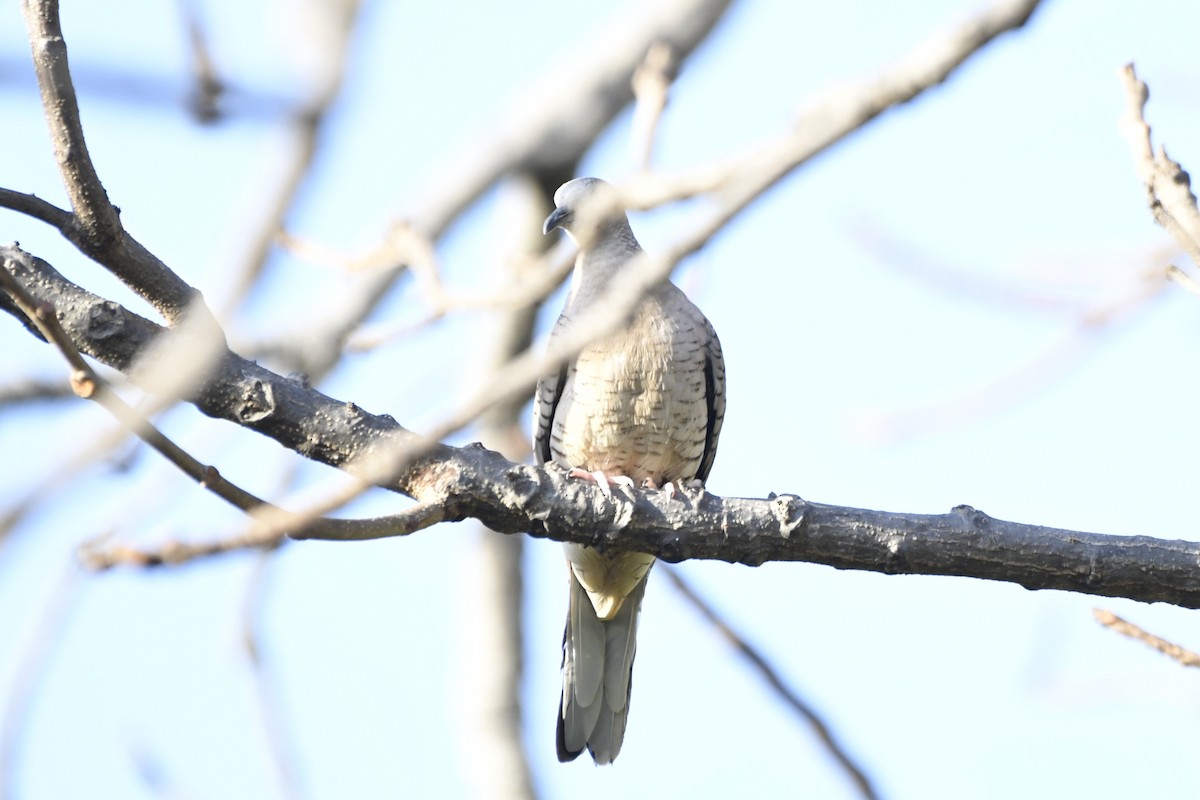 Inca Dove - ML644657944