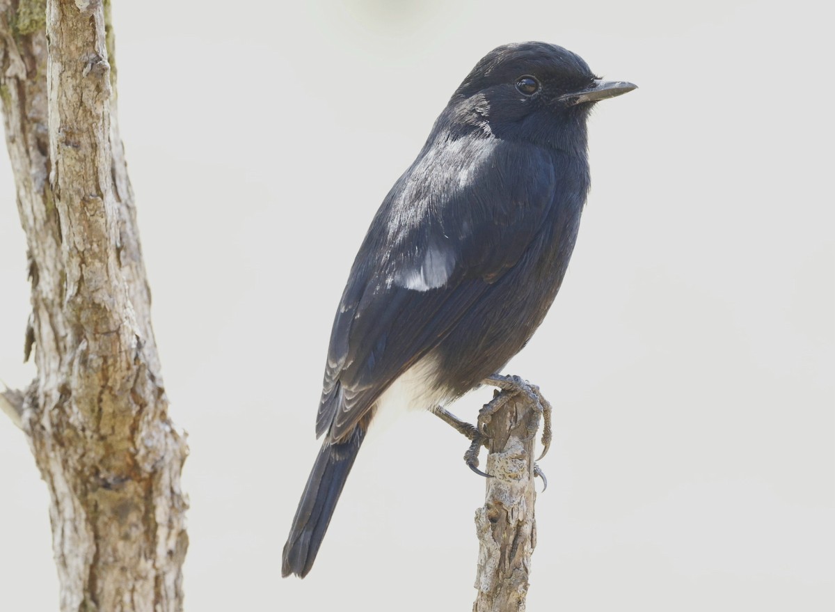 Pied Bushchat - ML644657946