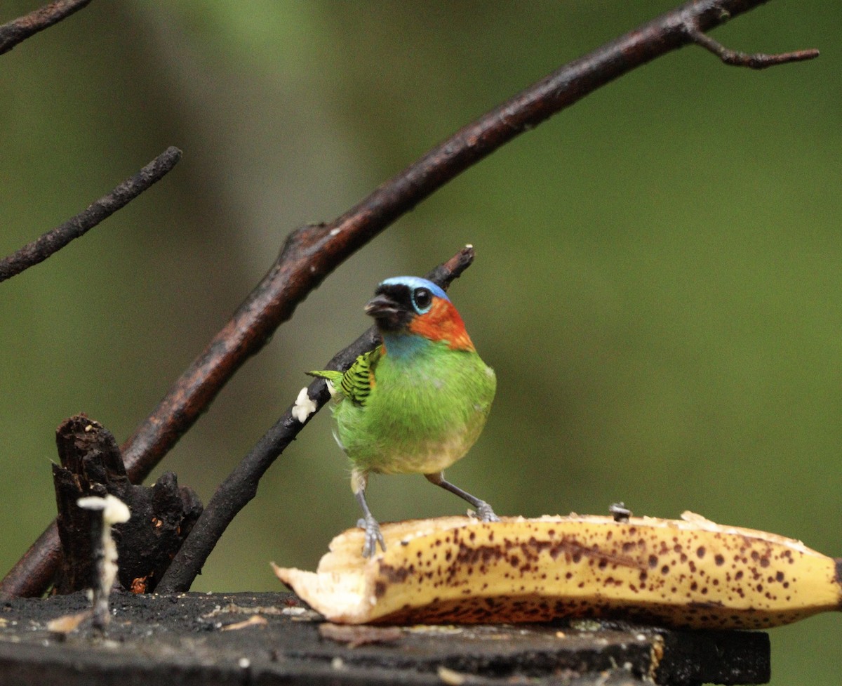 Tangara Militar - ML644657949