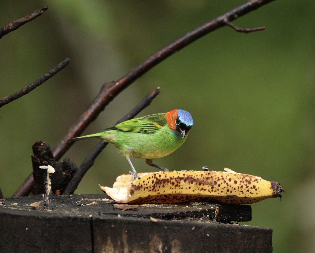 Tangara Militar - ML644657950
