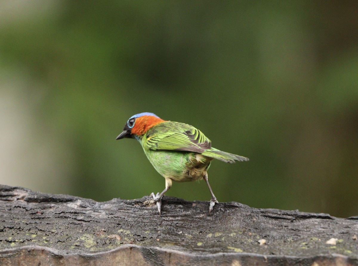 Tangara Militar - ML644657951