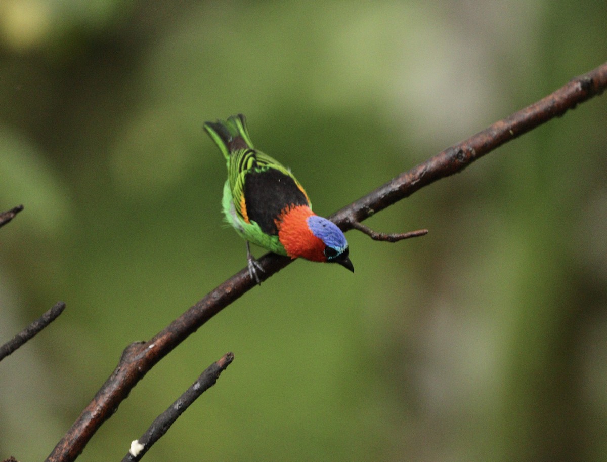 Tangara Militar - ML644657952