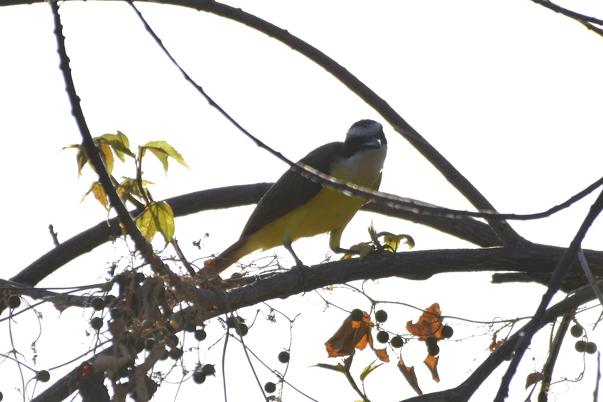 Büyük Kiskadi Tiranı - ML644657953