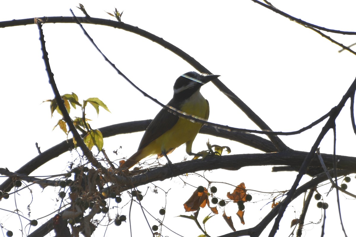 Büyük Kiskadi Tiranı - ML644657954