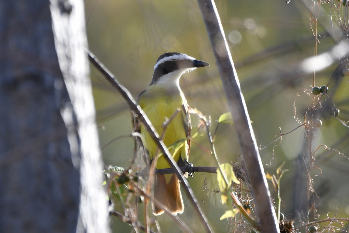 Büyük Kiskadi Tiranı - ML644657955