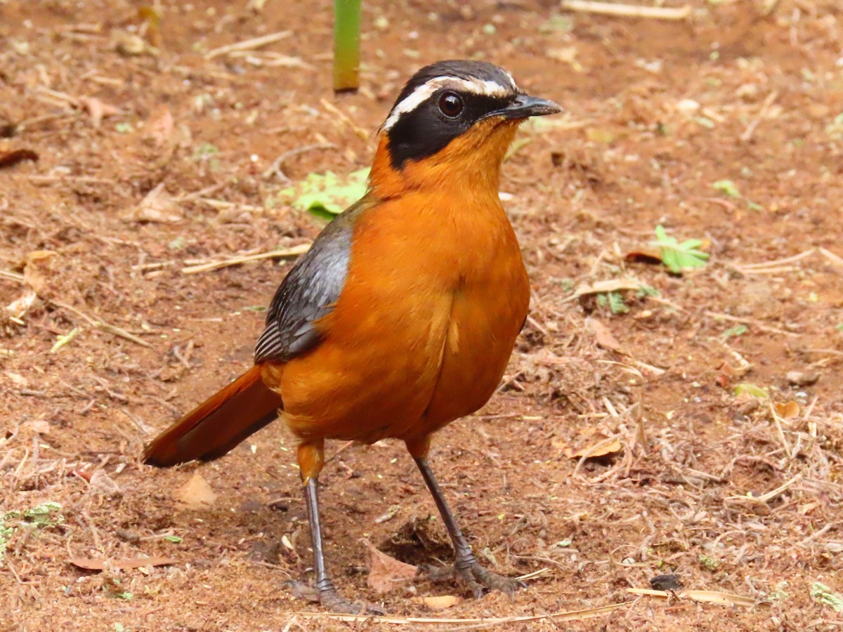 White-browed Robin-Chat - ML644657961