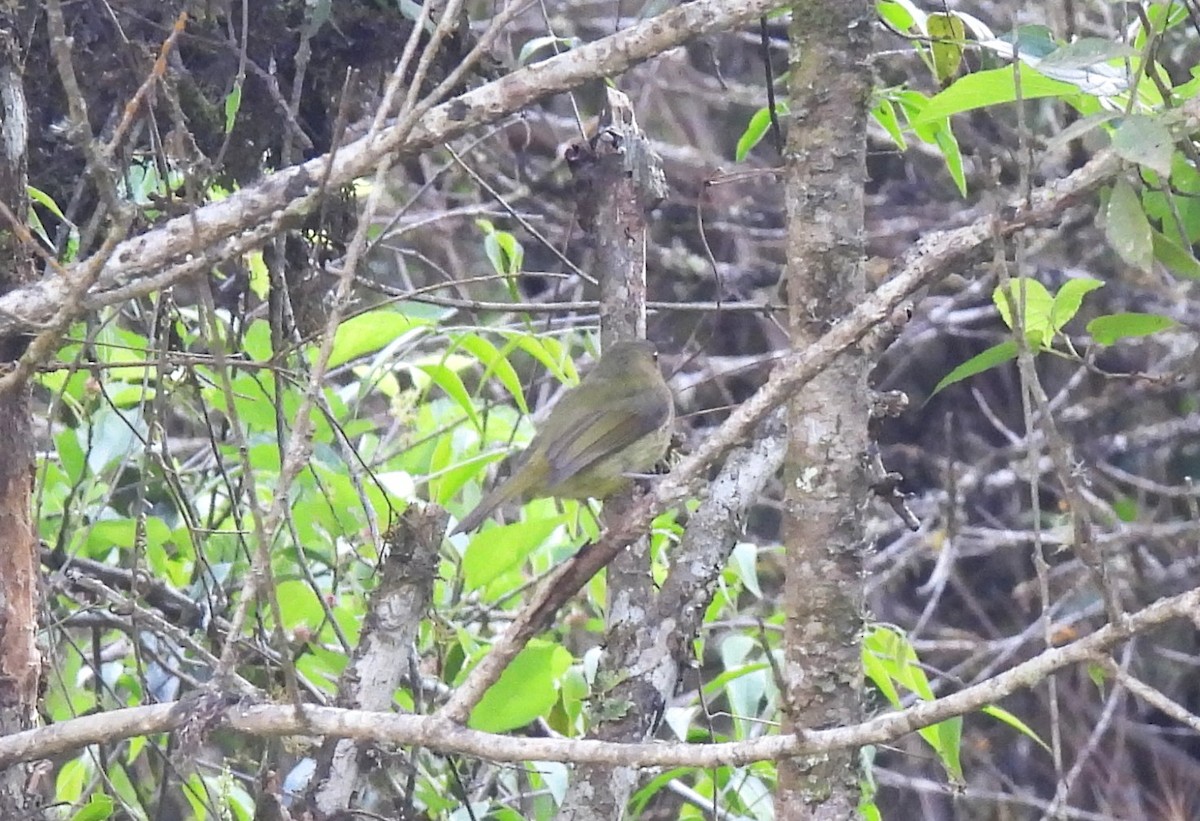 Serra do Mar Tyrant-Manakin - ML644657962