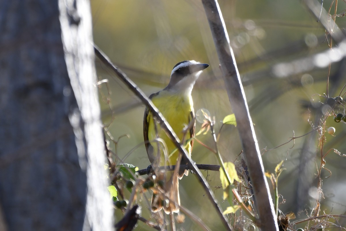 Büyük Kiskadi Tiranı - ML644657963