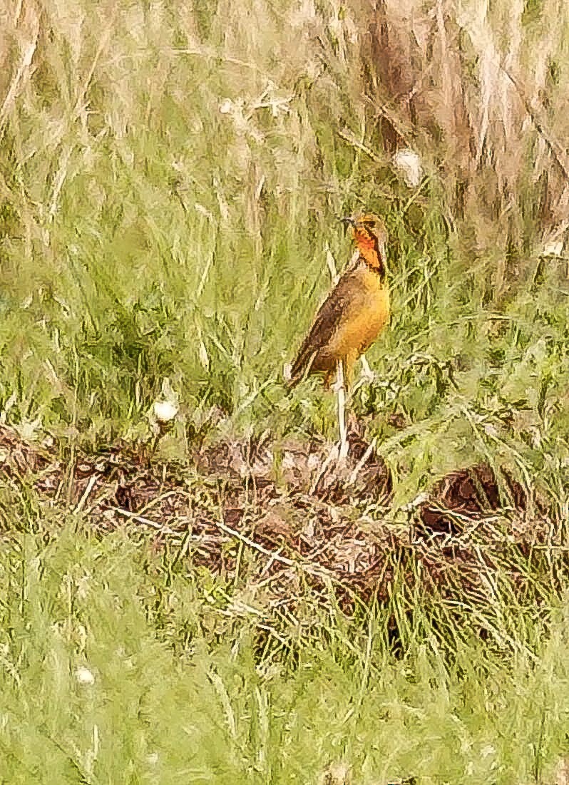 Orange-throated Longclaw - ML644657966