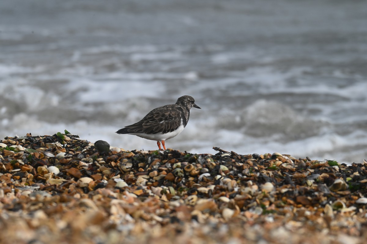 Ruddy Turnstone - ML644657967