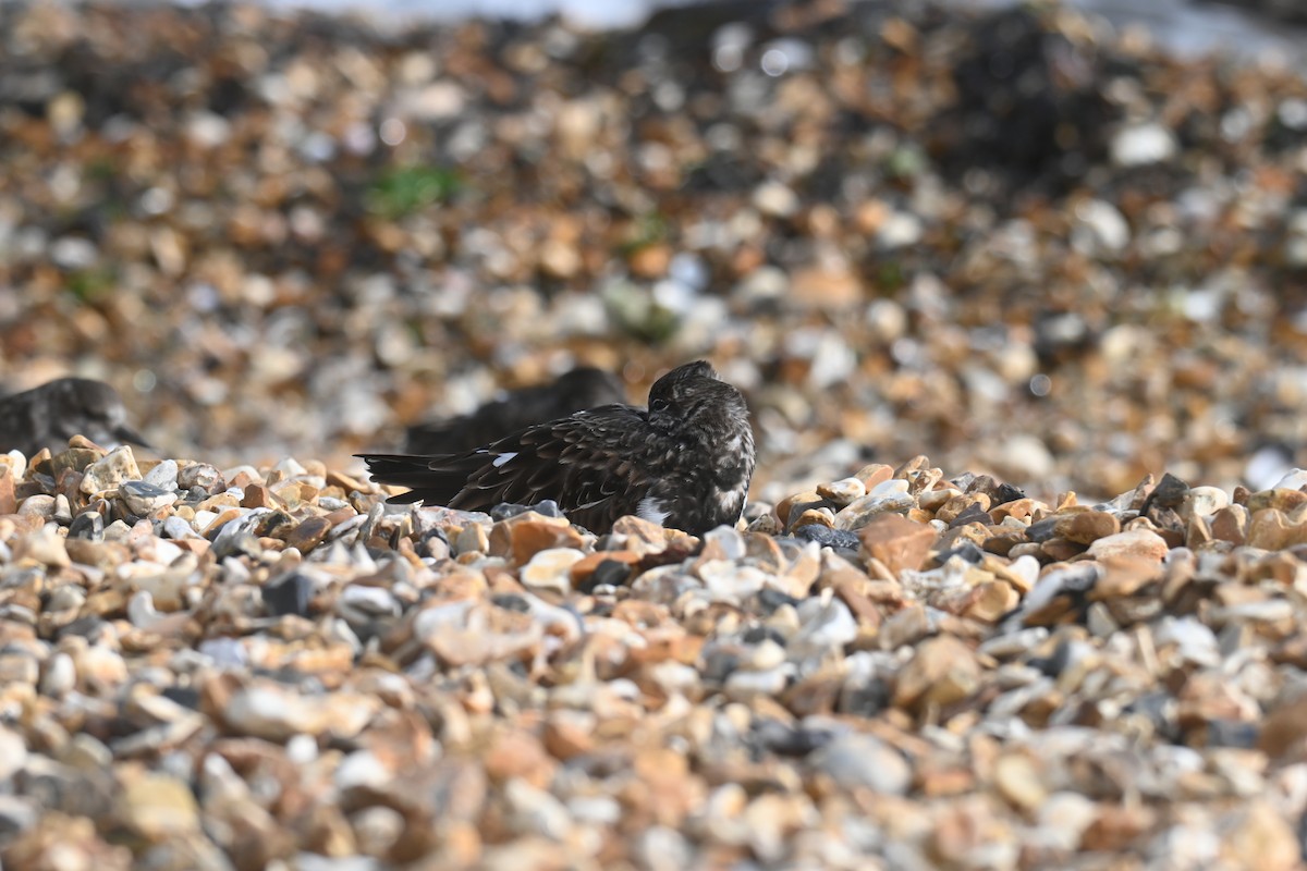 Ruddy Turnstone - ML644657968
