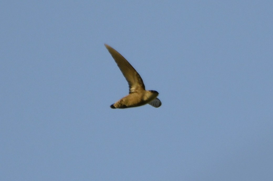 Серобрюхий иглохвост - ML644657970