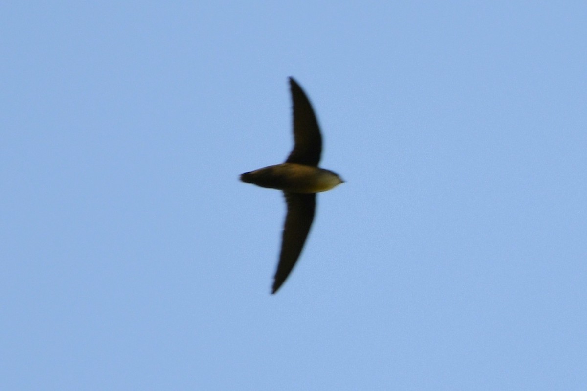 Серобрюхий иглохвост - ML644657973