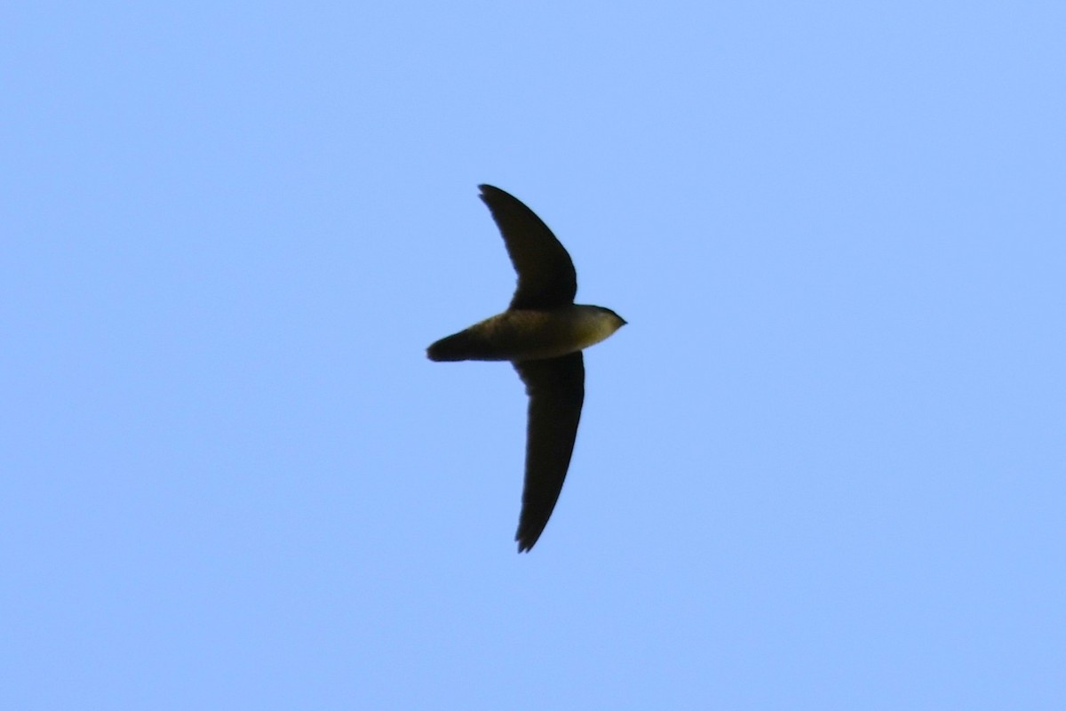 Серобрюхий иглохвост - ML644657976