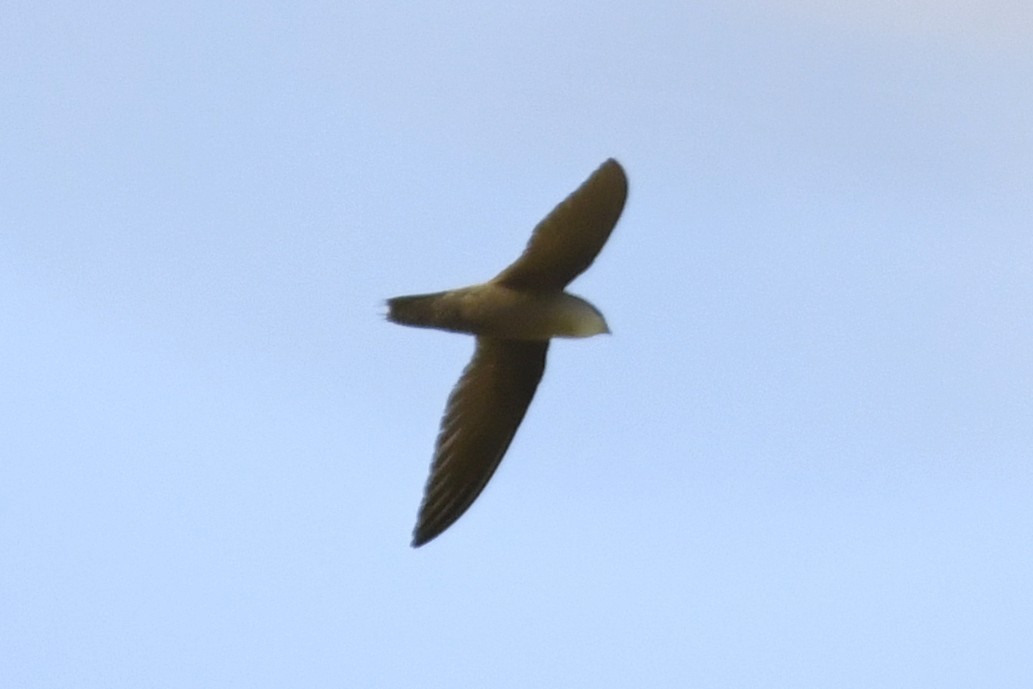 Серобрюхий иглохвост - ML644657977