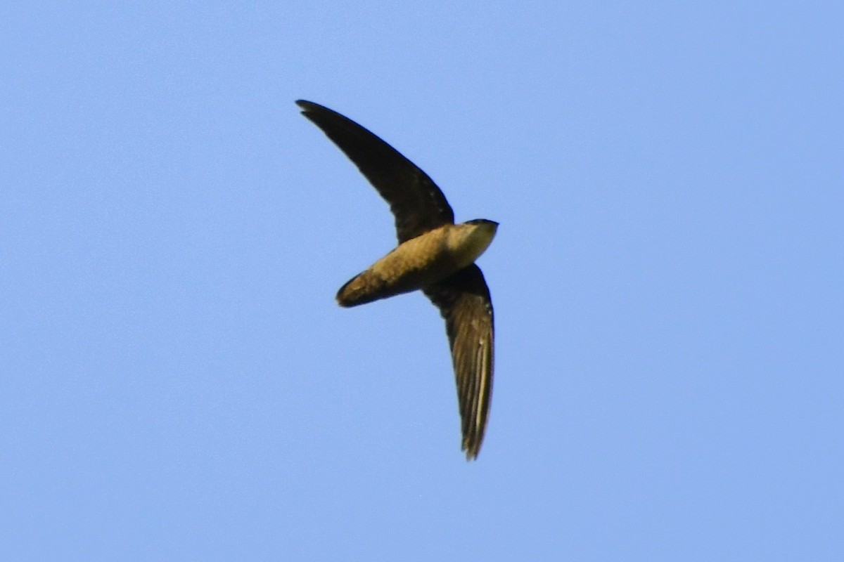 Серобрюхий иглохвост - ML644657979