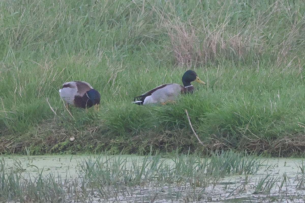 Зэрлэг нугас - ML644657980