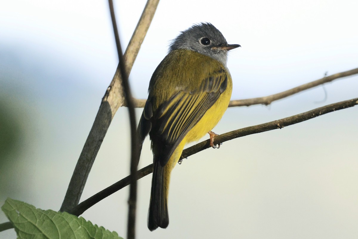 Gray-headed Canary-Flycatcher - ML644657993