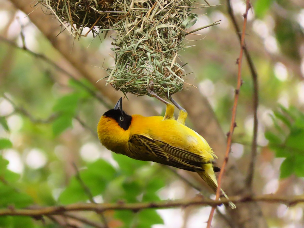 Lesser Masked-Weaver - ML644657995
