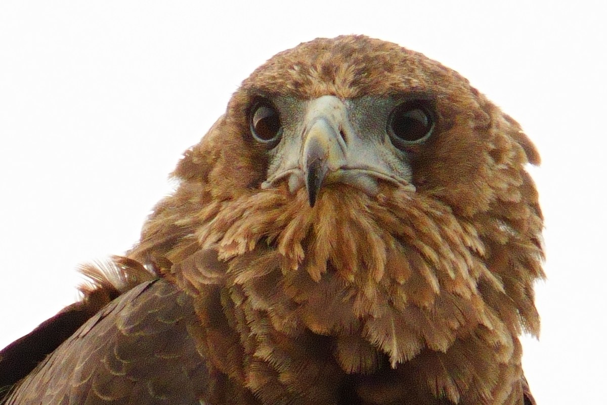 Bateleur - ML644657999