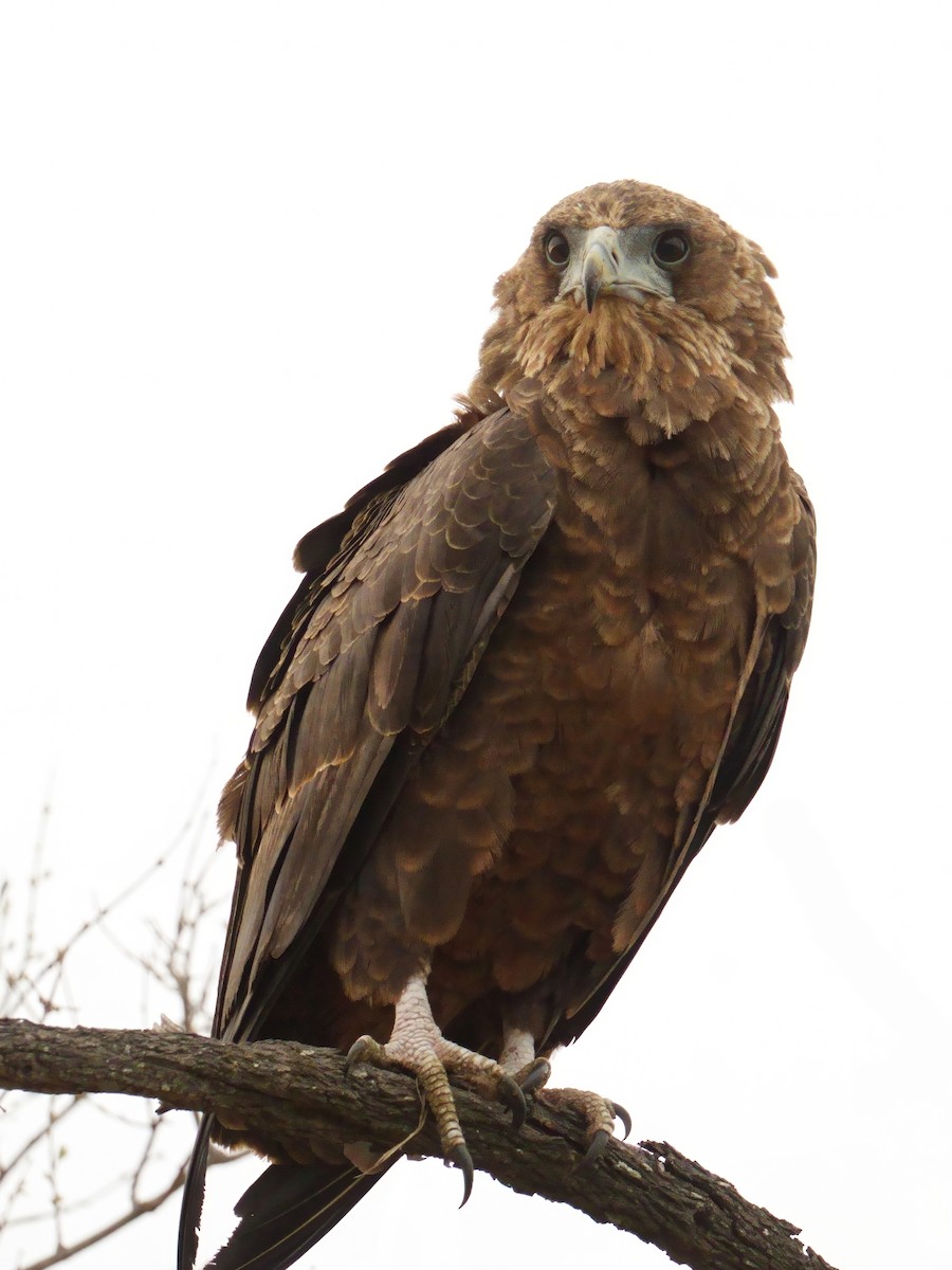 Bateleur - ML644658000