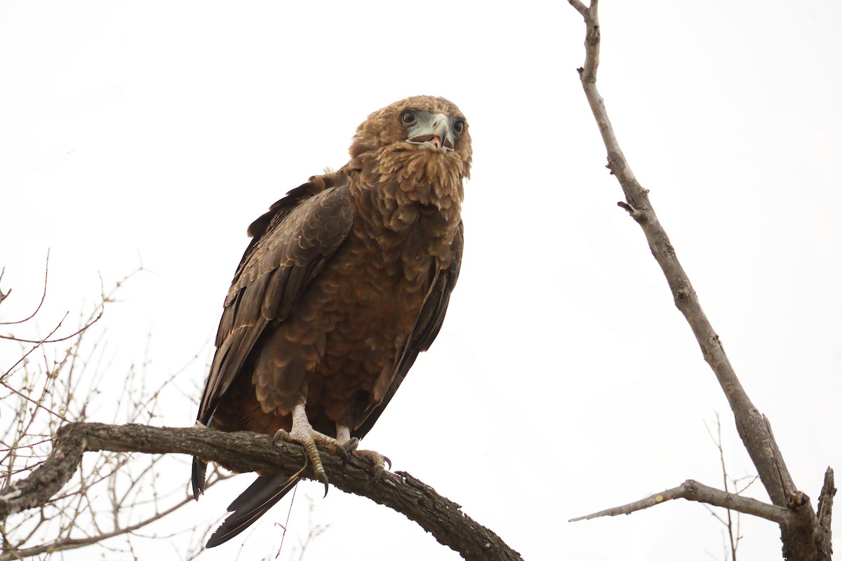 Bateleur - ML644658001