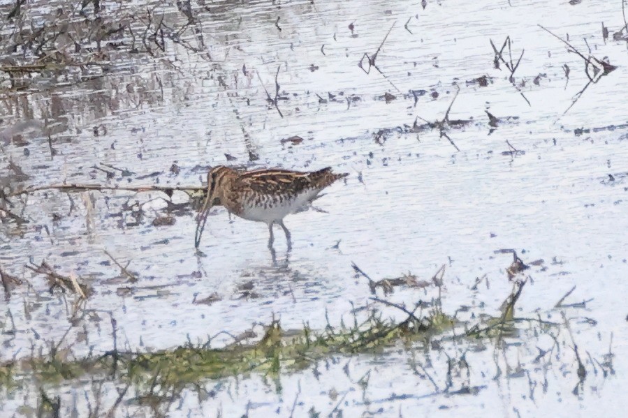 Common Snipe - ML644658008