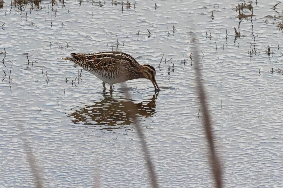 Common Snipe - ML644658010