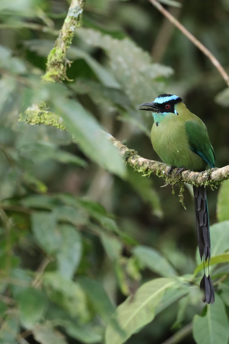 Andean Motmot - ML644658011
