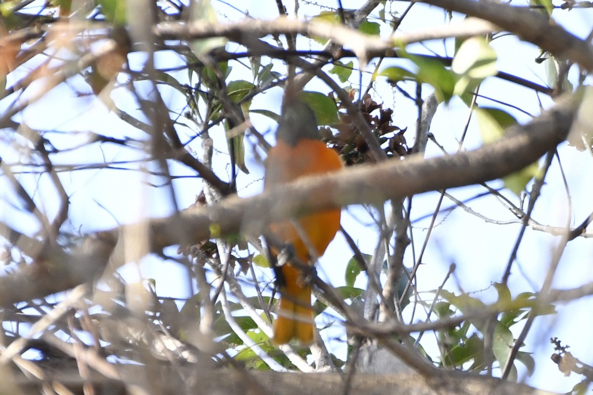 Baltimore Oriole - ML644658012