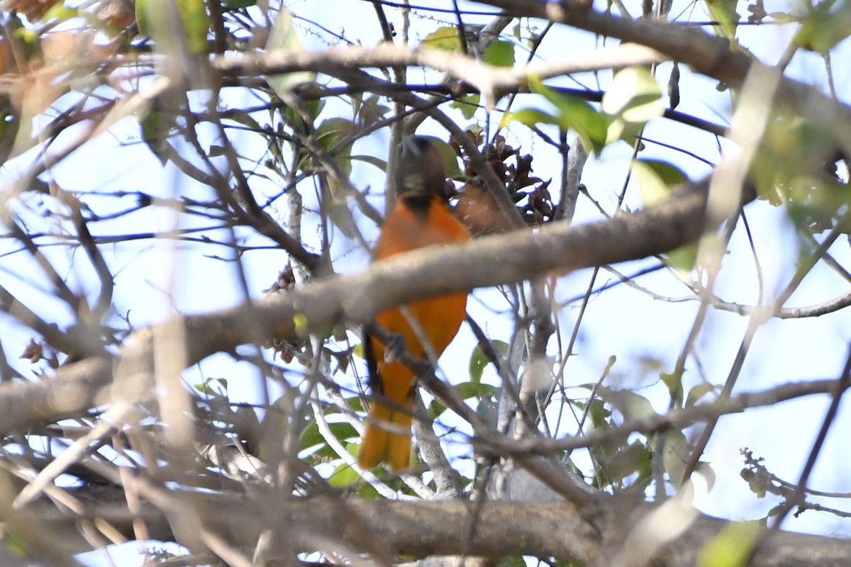 Baltimore Oriole - ML644658013