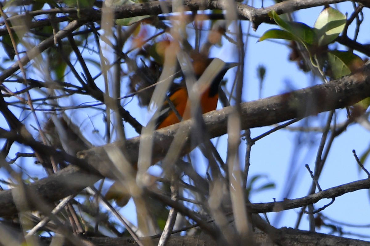 Baltimore Oriole - ML644658014