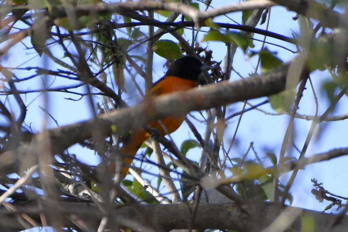 Baltimore Oriole - ML644658015