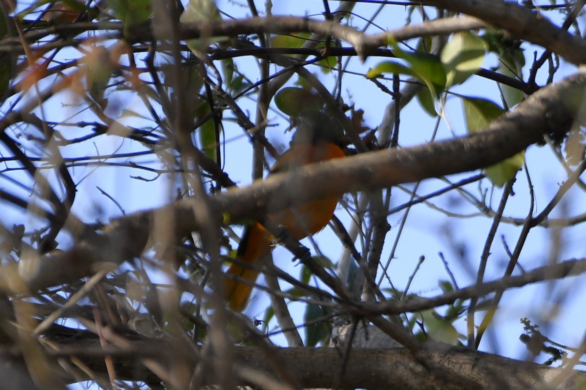 Baltimore Oriole - ML644658016