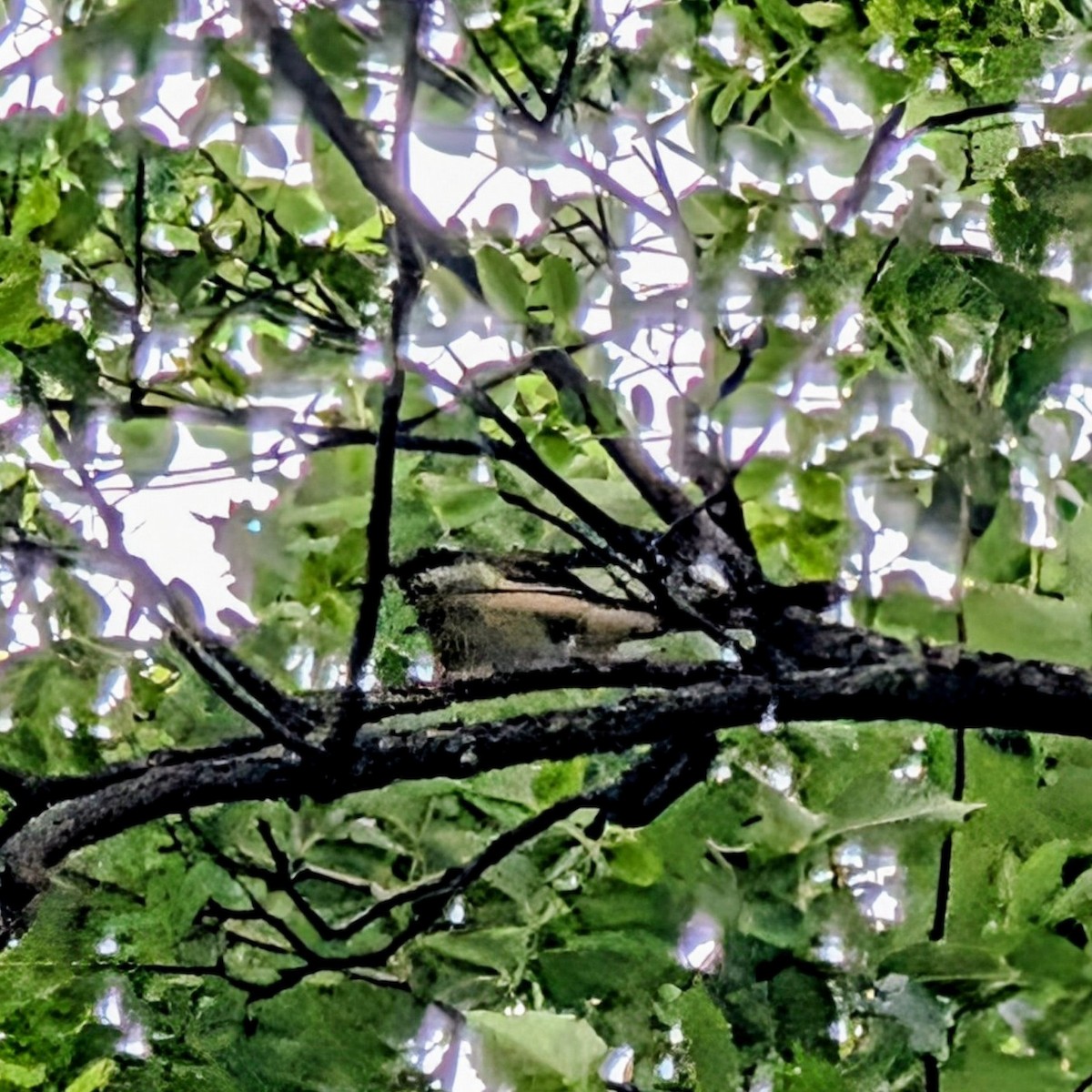 Dark-billed Cuckoo - ML644658019