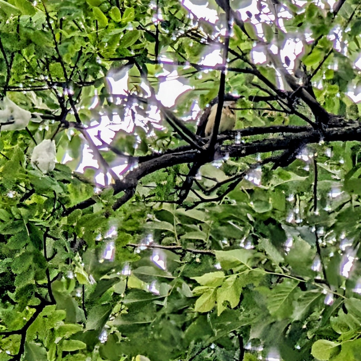 Dark-billed Cuckoo - ML644658020