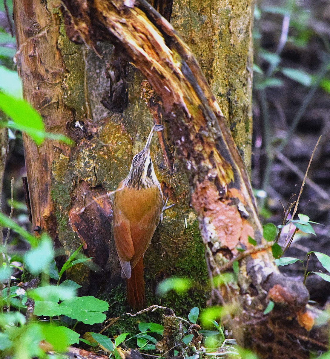 Narrow-billed Woodcreeper - ML644658021