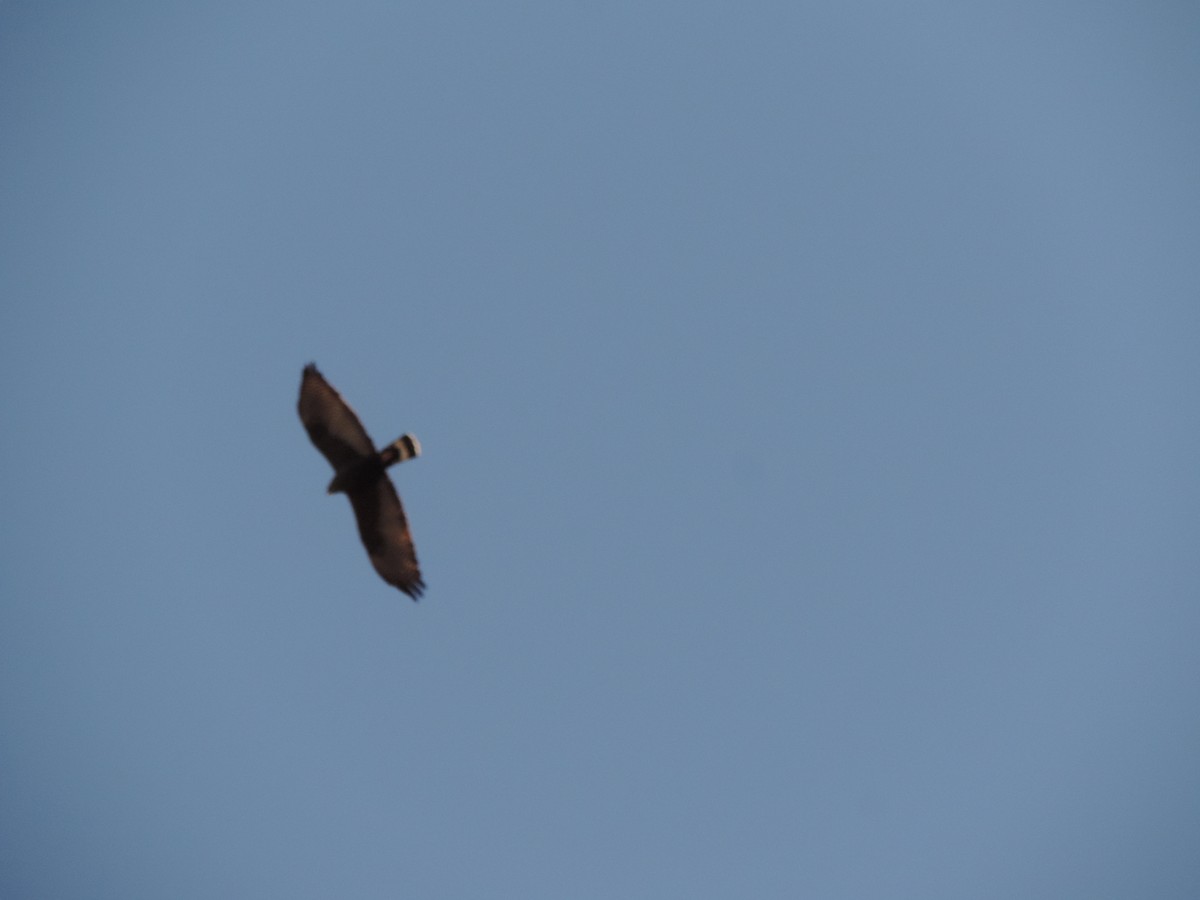 Zone-tailed Hawk - ML644658022