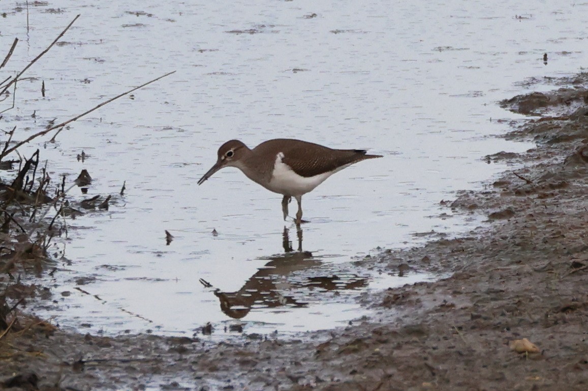 Common Sandpiper - ML644658023