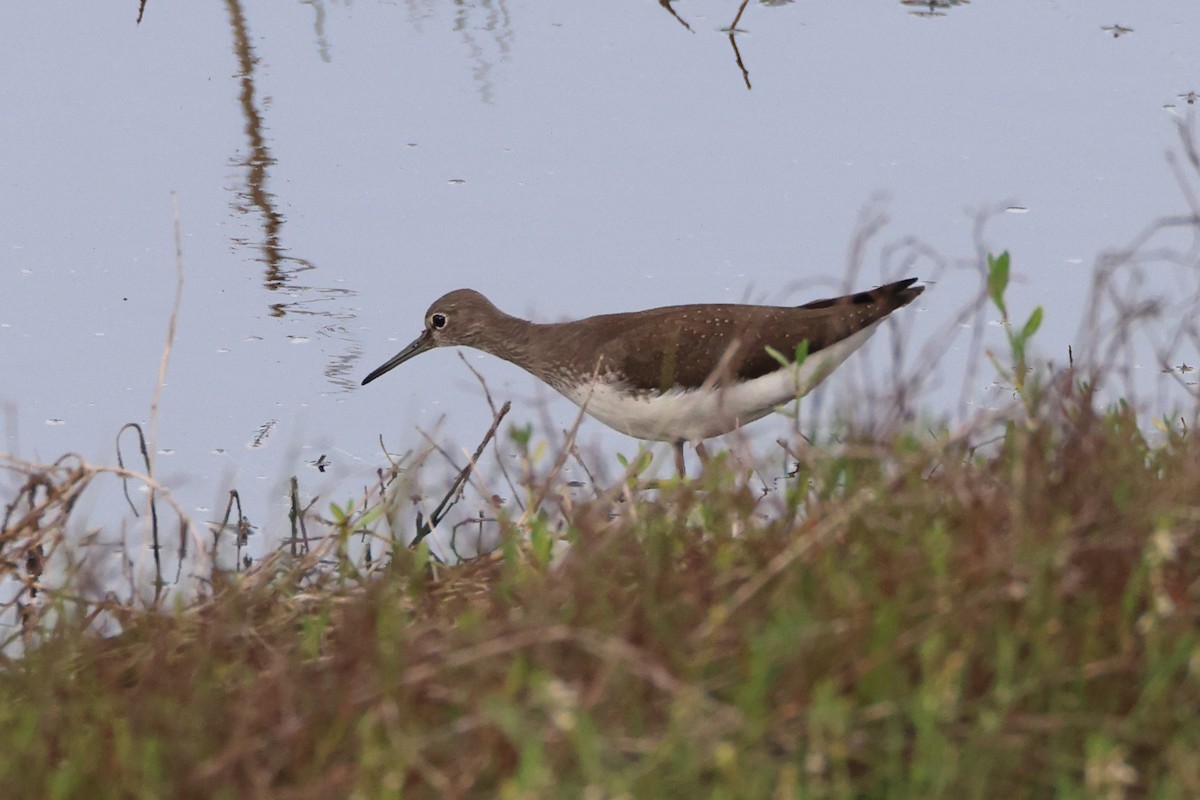 Common Sandpiper - ML644658024