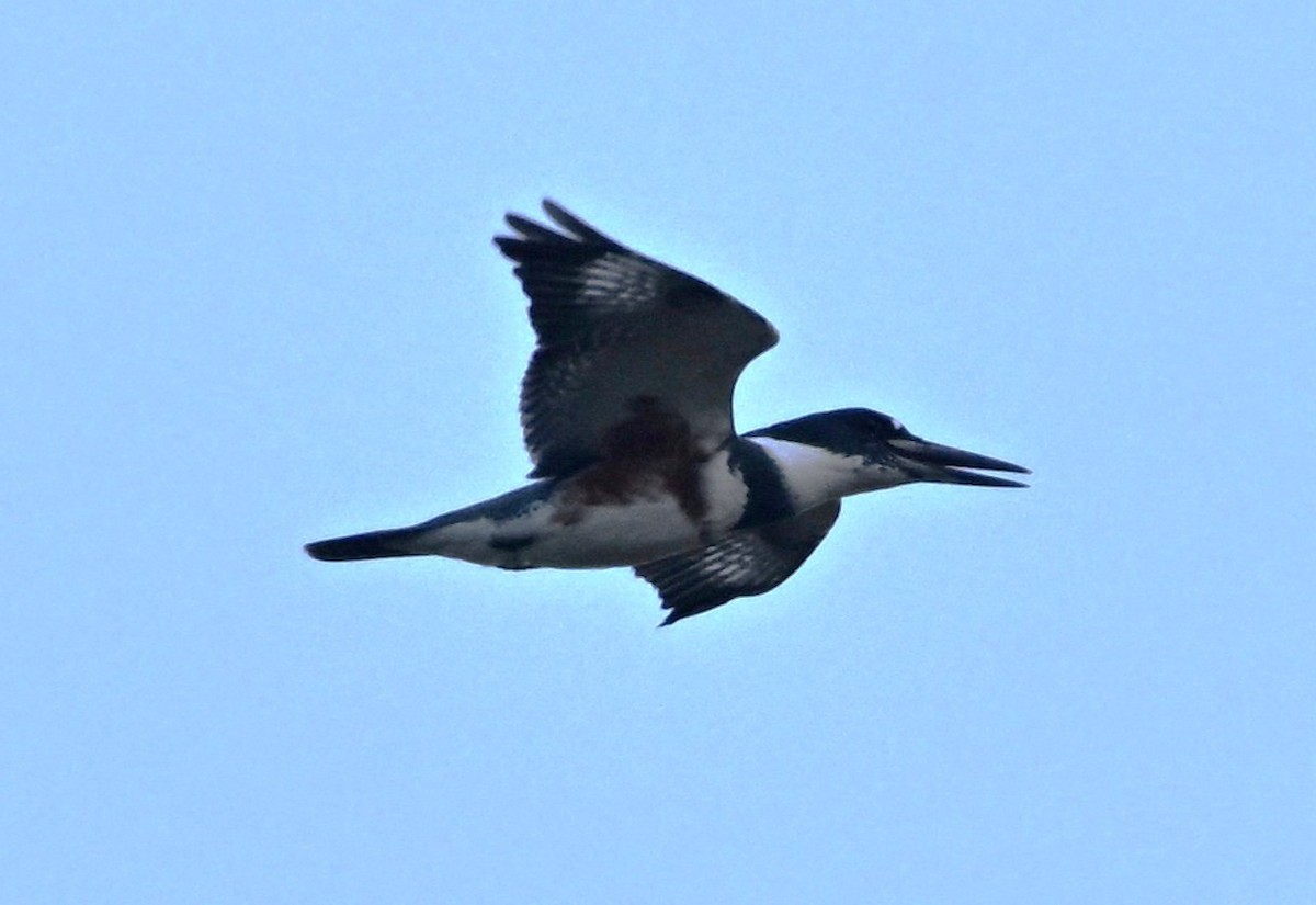 Belted Kingfisher - ML644658027