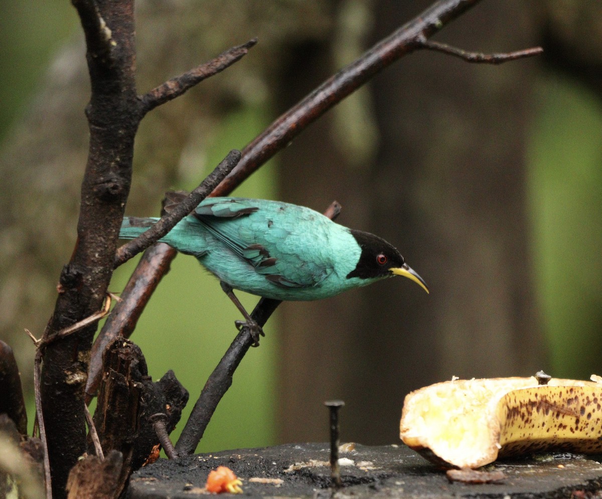 Blue Dacnis - ML644658028