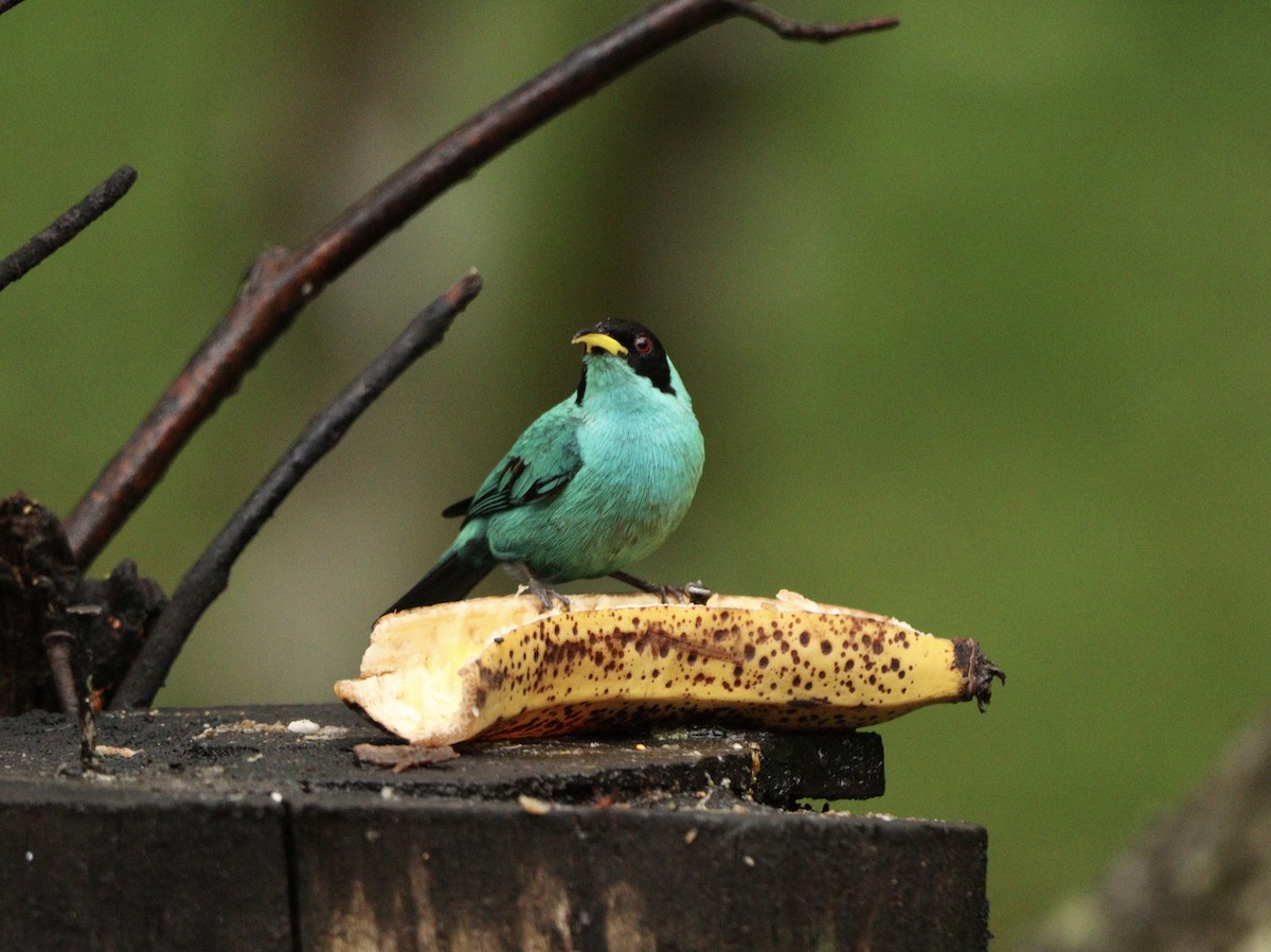 Blue Dacnis - ML644658029
