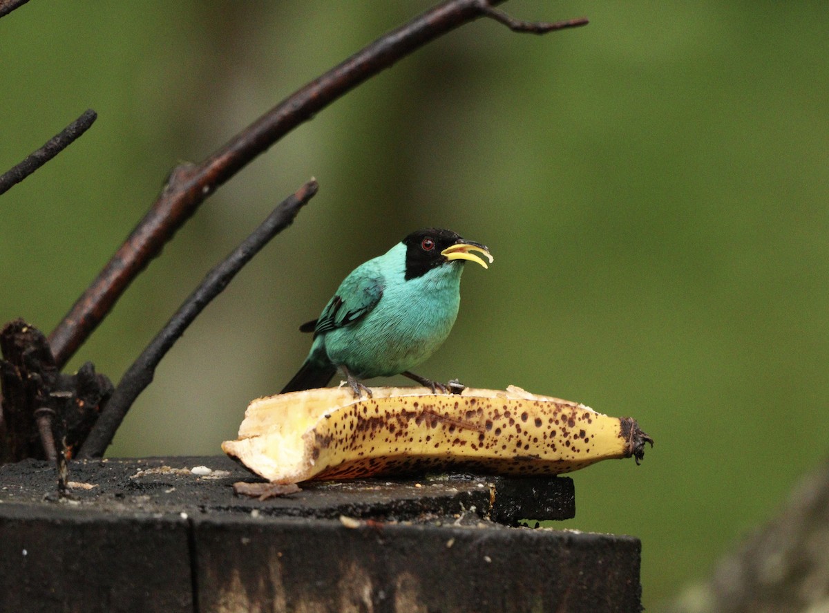 Blue Dacnis - ML644658030