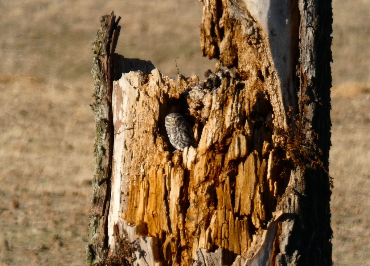 Little Owl - ML644658031