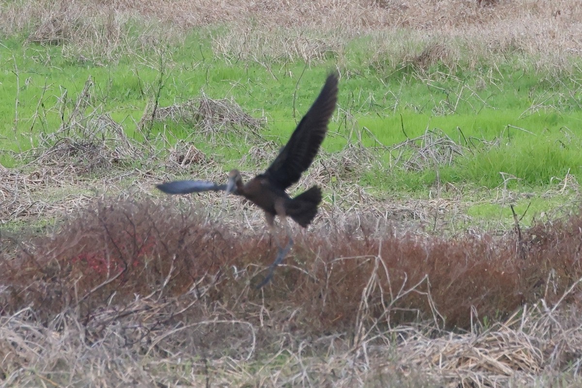 Glossy Ibis - ML644658032