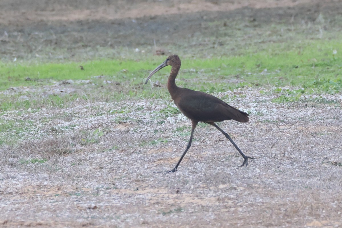 Glossy Ibis - ML644658033