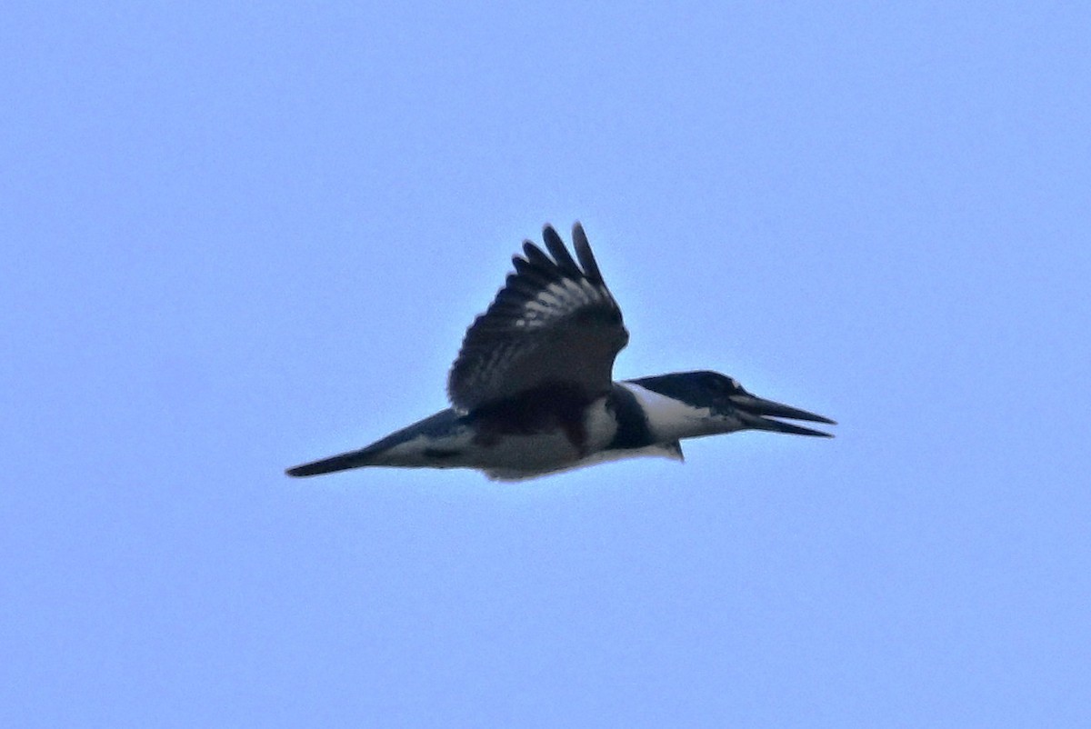 Belted Kingfisher - ML644658034