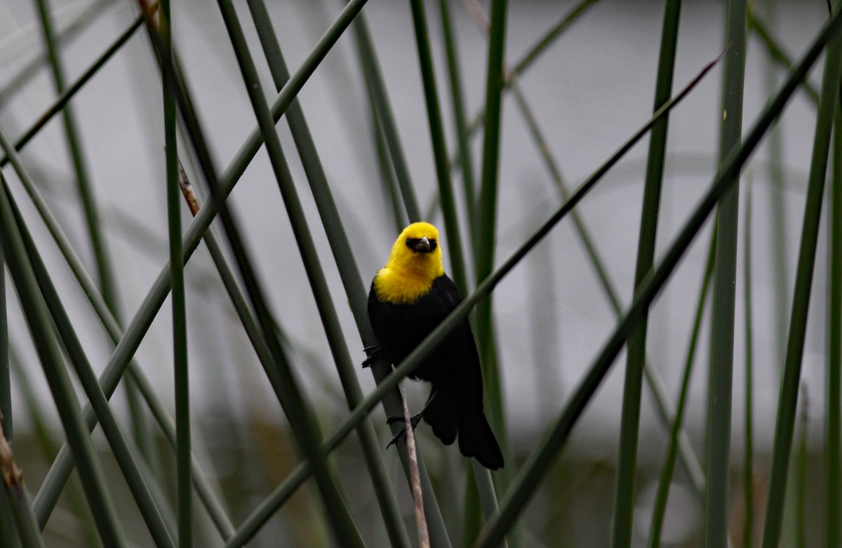 Yellow-hooded Blackbird - ML644658035